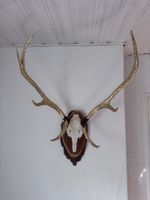 Geweih auf Holzschild, goldiges Hirschgeweih