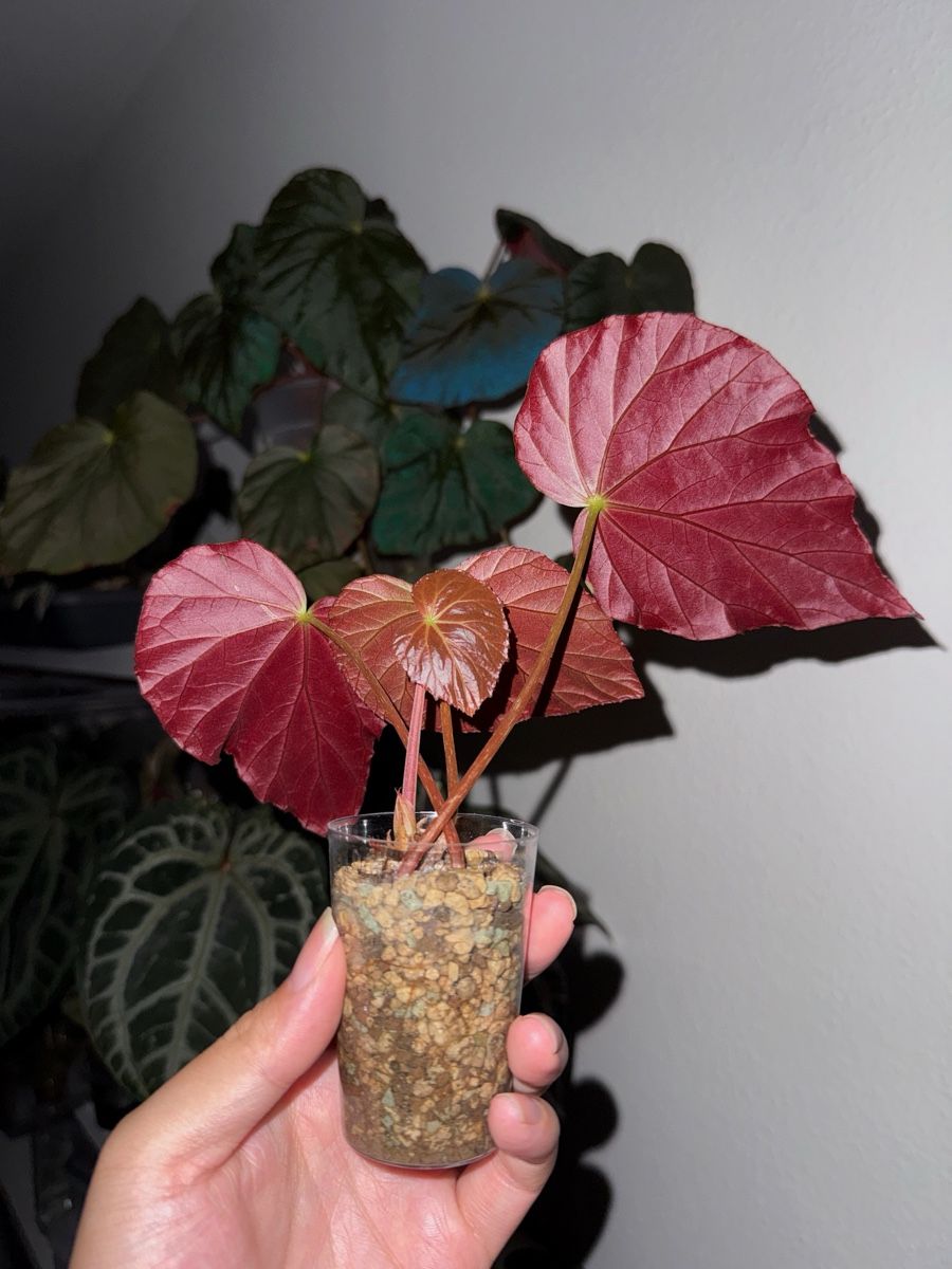 Piante & sementi: Begonia Pavonina #1 – Nuovo (secondo la descrizione) da Bern venduto da plantlover_bern 4