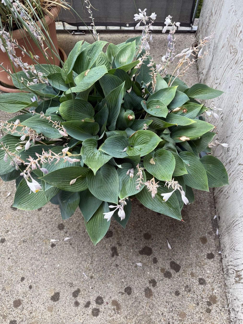 Pflanzen & Samen: Funkie Hosta – Gebraucht aus Dällikon von dahi1 2