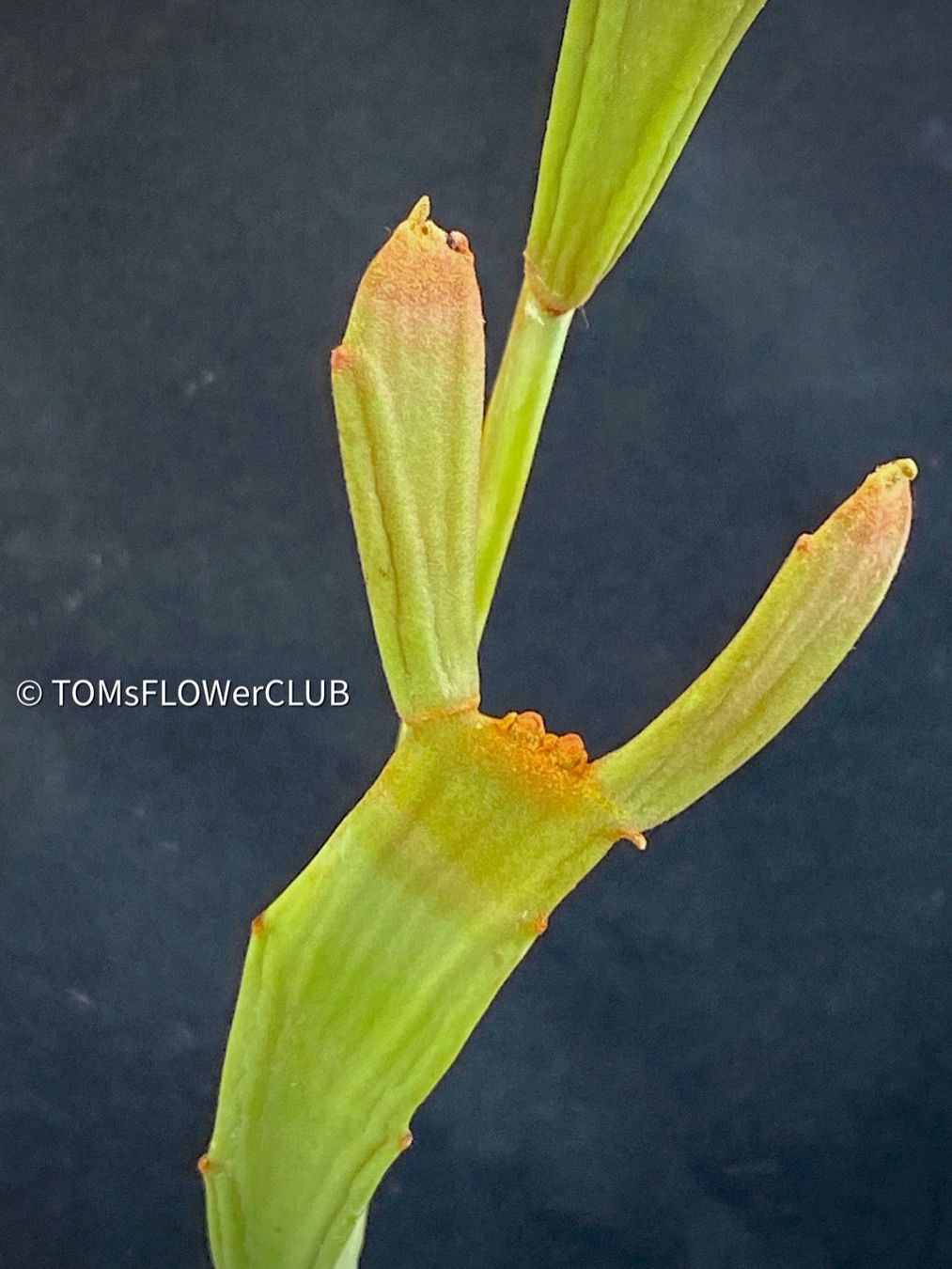 Piante & sementi: Euphorbia Xylophylloides - einzigartig aus Madagaskar – Nuovo e nell'imballaggio originale da Adliswil venduto da astom369 4