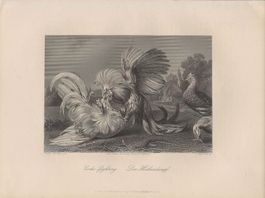 Hahnenkampf, Fabeltiere - Stahlstich 1840