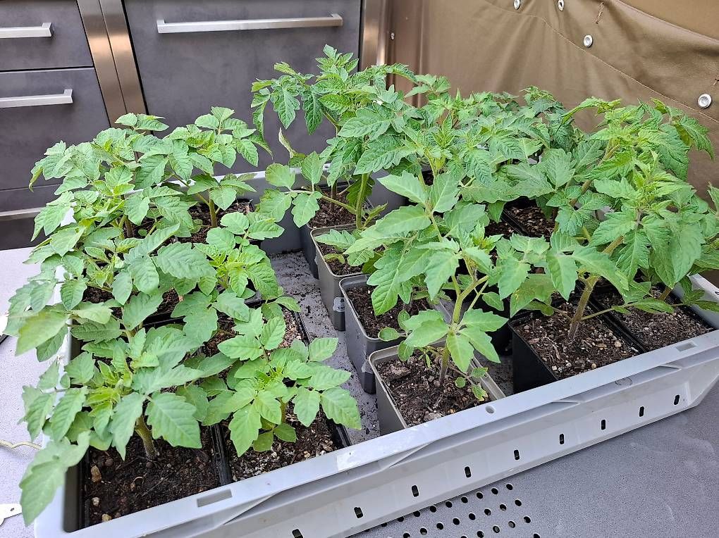 Piante & sementi: Tomatensetzlinge – Usato da Oeschgen venduto da ulu1958 2