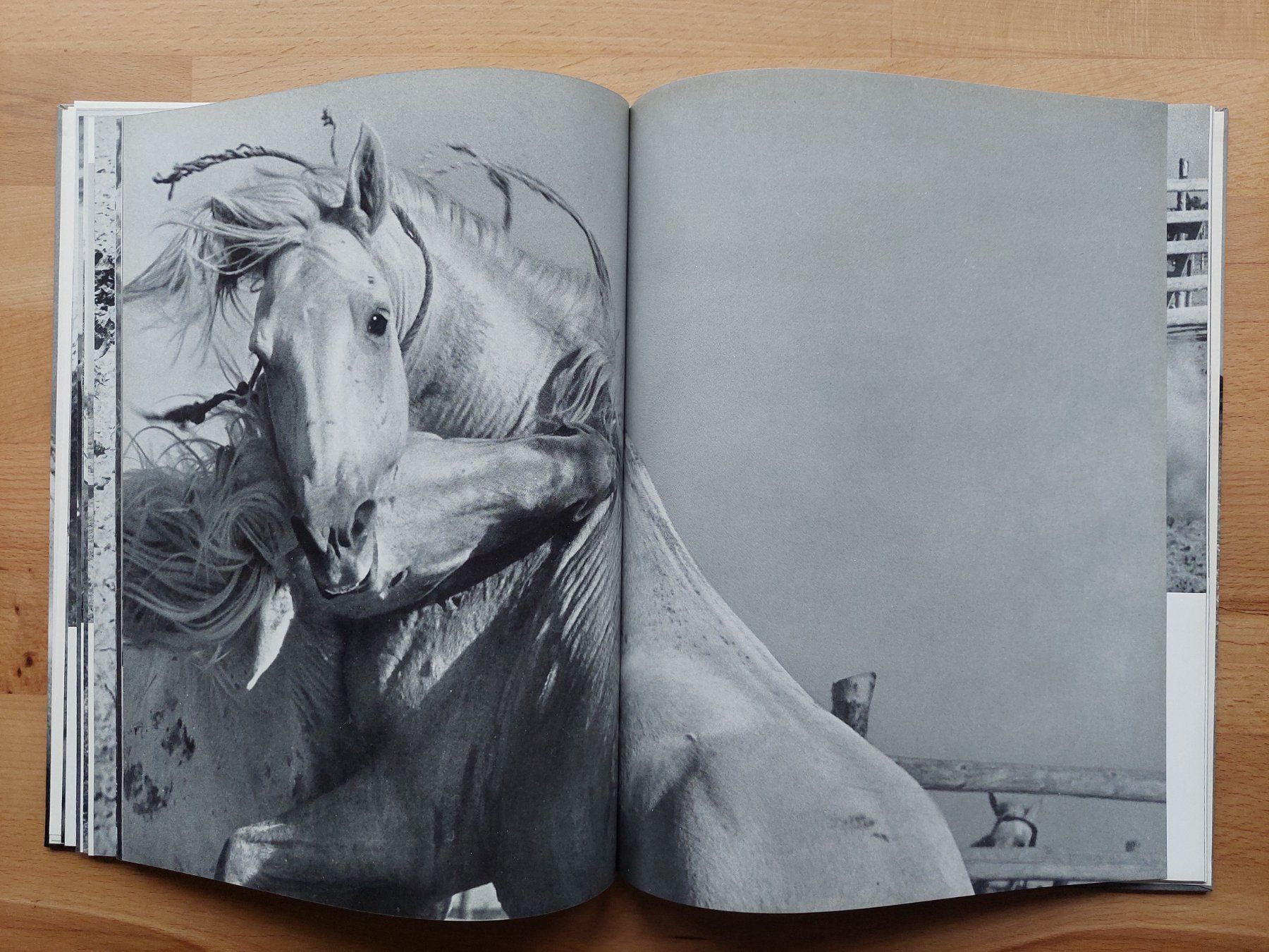 Livres: Der weisse Hengst - Albert Lamorisse – D'occasion à Obfelden par Foto_Bild_Kunst_Buch 8