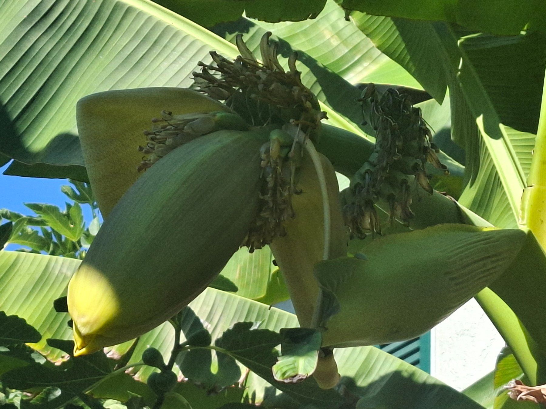 Piante & sementi: Winterharte Banane Pflanze – Usato da Zürich venduto da esap 4