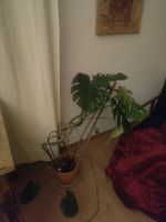 Monstera Zimmerpflanze in Topf mit Rankhilfe gebraucht