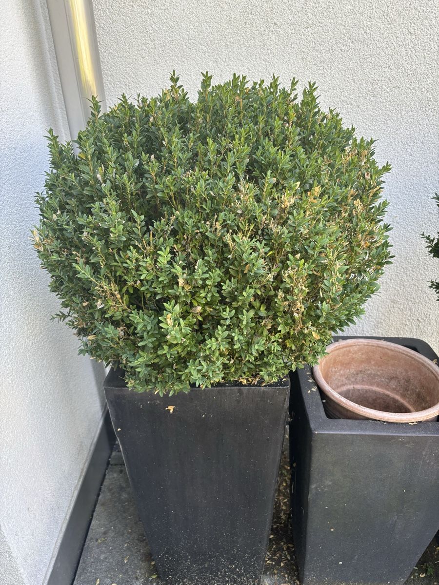 Pots de fleurs: Drei Buchsbäume im Topf – D'occasion à Uerikon par Mfasciati0