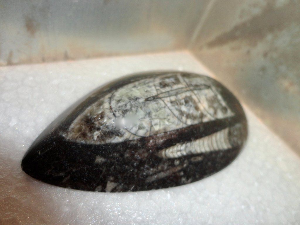 Fossilien: Orthoceras – Neu (gemäss Beschreibung) aus Biberist von Steine 2