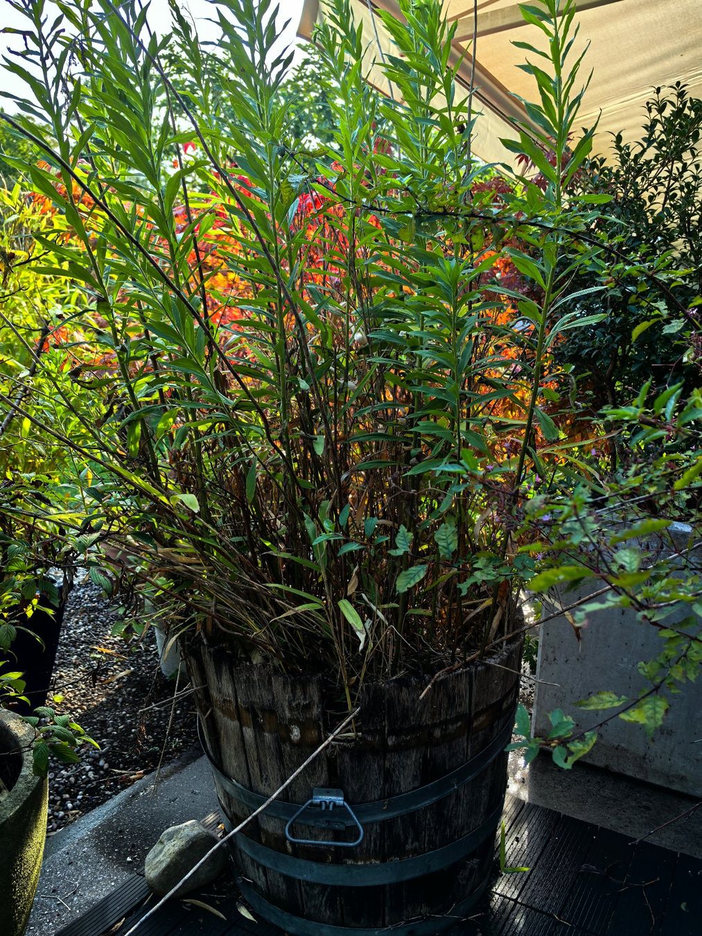 Plantes & graines: Pflanzen mit Kübel – D'occasion à Meilen par lzhemily 1