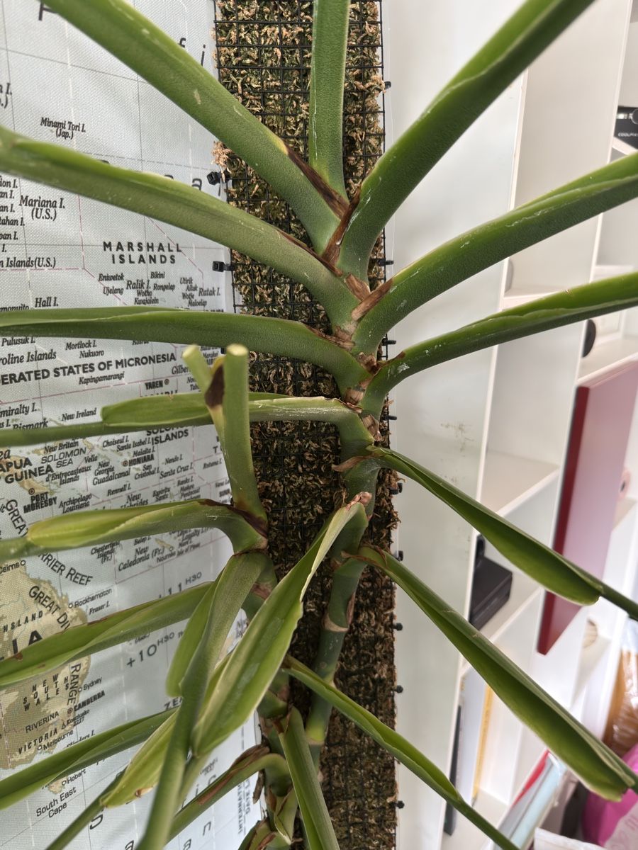 Piante & sementi: Monstera Epipremnoides (Esqueleto) – Usato da Morlon venduto da lucius.greenery 1