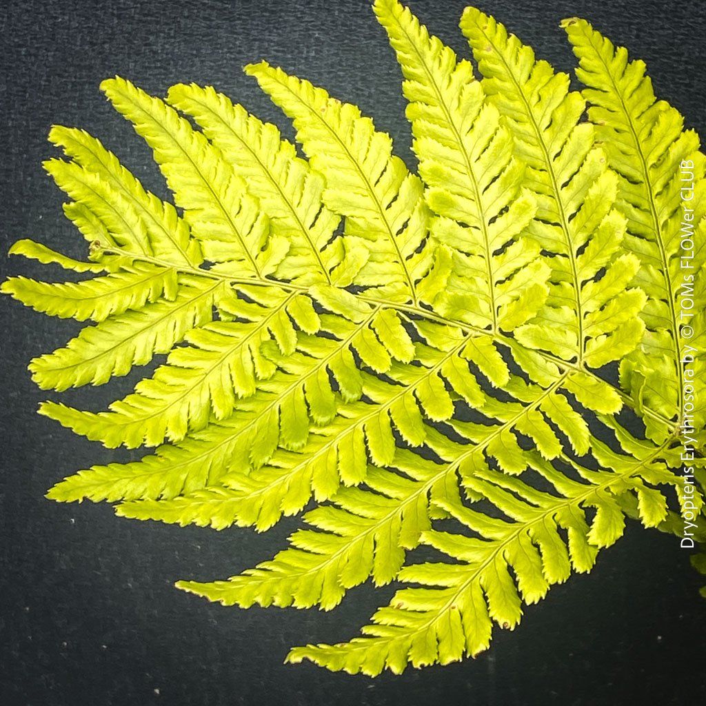 Piante & sementi: DRYOPTERIS ERYTHROSORA – HERBSTFARN – Nuovo e nell'imballaggio originale da Adliswil venduto da TAKEYOURPLANT 3