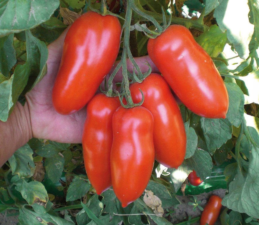 Piante & sementi: TOMATE SAN MARZANO / 5 Samen – Nuovo (secondo la descrizione) da Hinteregg venduto da ERFOLG78