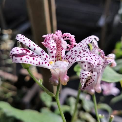 Pflanzen & Samen: Lis Crapaud  2 PLANTS – Neu und originalverpackt aus Bremblens von FIBONACCI369 1