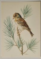 VOGEL – BERGFINK – PINSON DU NORD