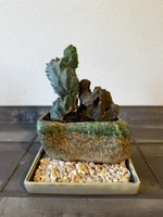 Sukkulente im Steinigen Bonsaitopf