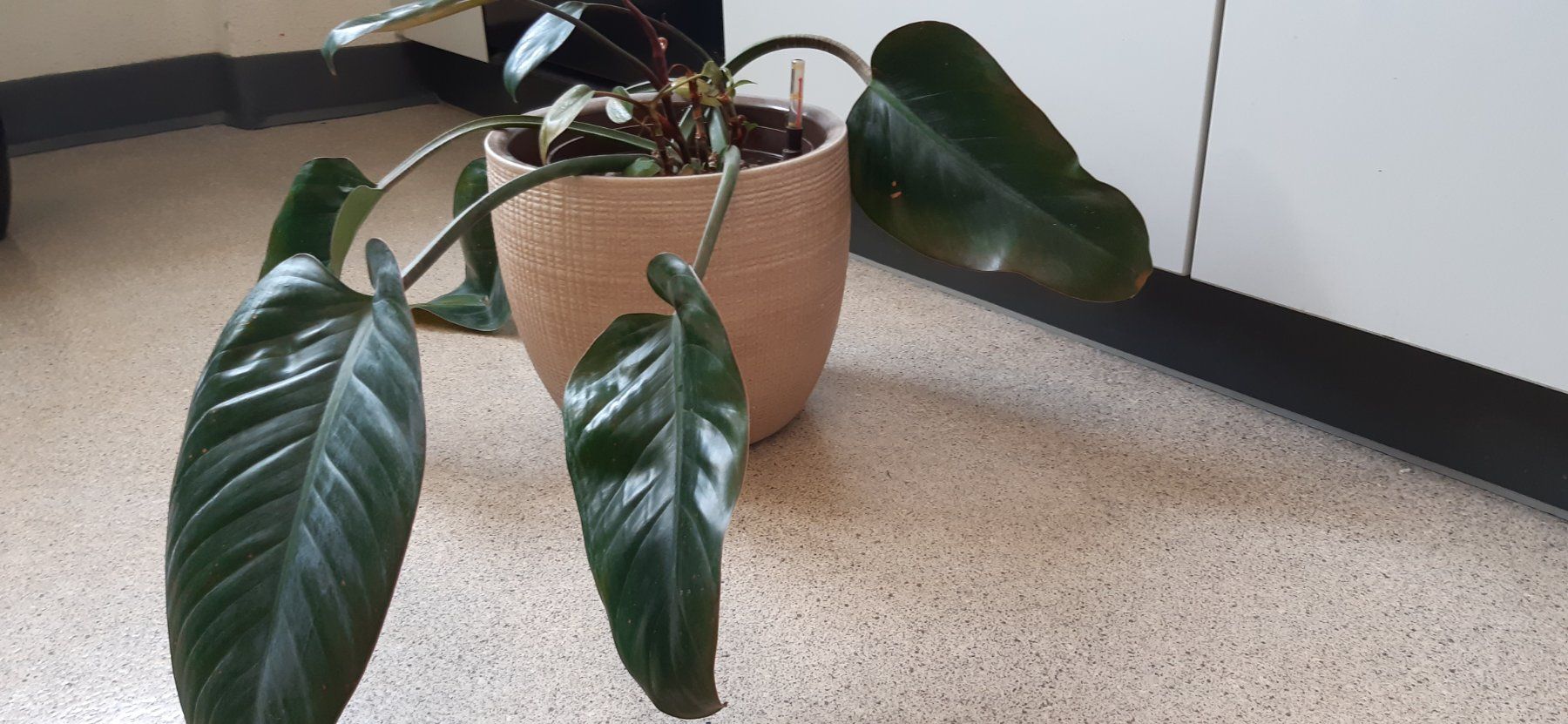 Plantes & graines: Pflanze in Hydrokultur – D'occasion à Emmenbrücke par Aya
