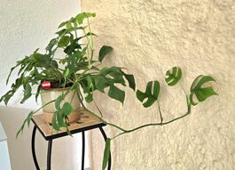 Zimmerpflanze Raphidophora tetrasperma im Topf!