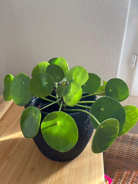 Pilea / Ufopflanze / Glückstaler Kaufen auf Ricardo