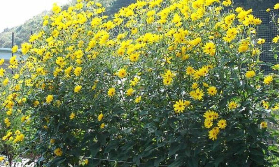 Staudensonnenblume Kaufen auf Ricardo