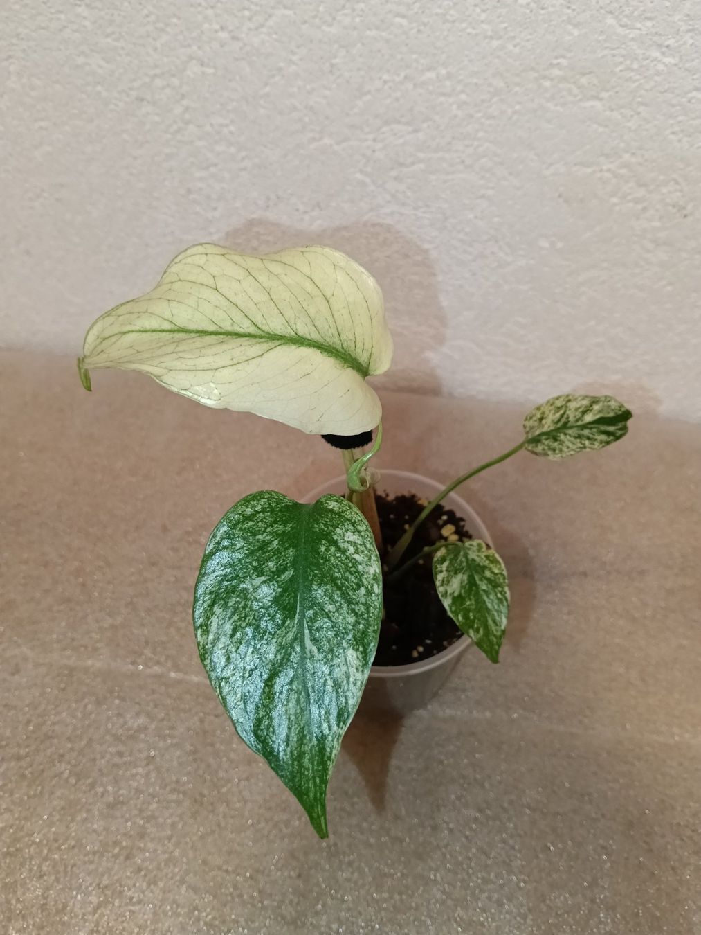 Piante & sementi: Monstera Deliciosa Mint – Nuovo (secondo la descrizione) da schöftland venduto da UniquePlants 1
