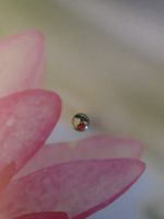 Piercing Kugel mit Kirsche