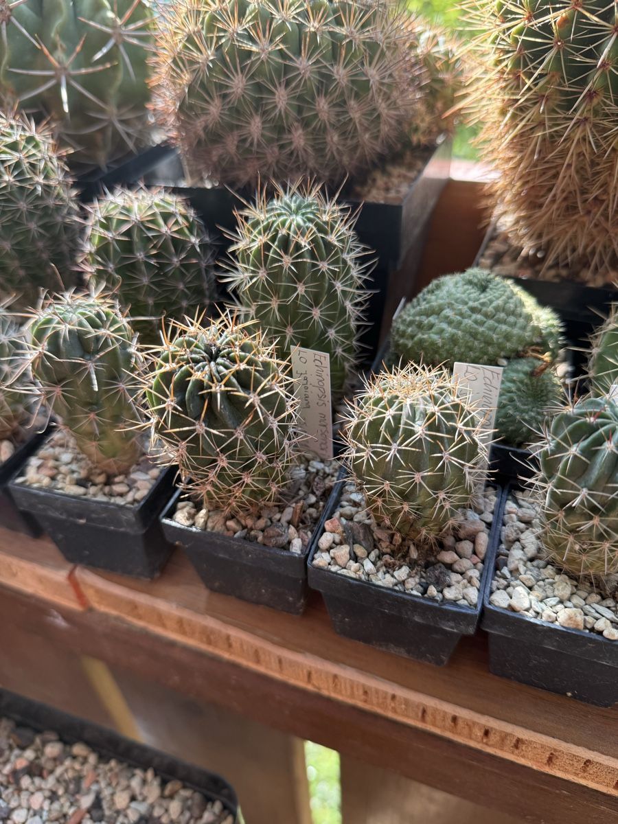 Piante & sementi: Echinopsis marsoneri / LO jajoiana – Usato da Rorbas venduto da SimS0n 3