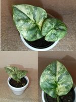 Alocasia Silver Dragon Variegata