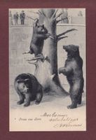 BERN - Bärengraben - 1906 // kleiner Eckbug //
