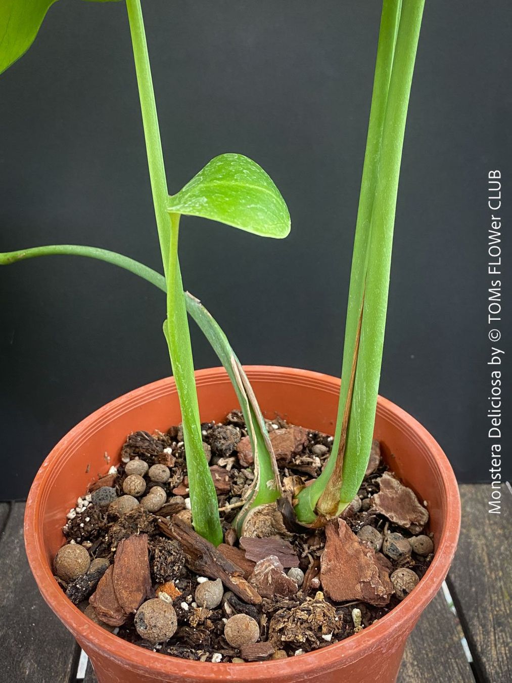Pflanzen & Samen: Monstera Deliciosa - echte, gross-blättrige Grundform – Neu und originalverpackt aus Adliswil von MarkyForest 5