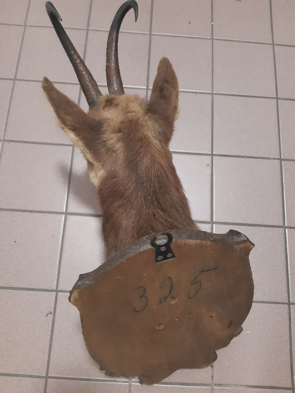 Il mondo degli animali: CHAMOIS Forêt noir. Taxidermie – Usato da Genève venduto da dieudedieu 6