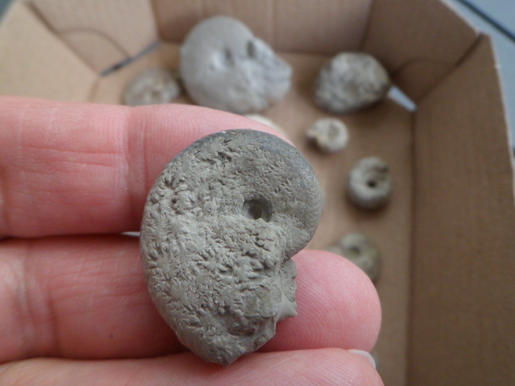Fossili: Kleine Fossilien Sammlung Schweiz – Usato da Affoltern am Albis venduto da Fossil60 6