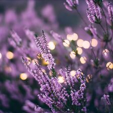 Profile image of AtschyFragrance
