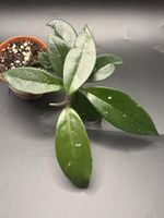 Hoya Carnosa (1-1)