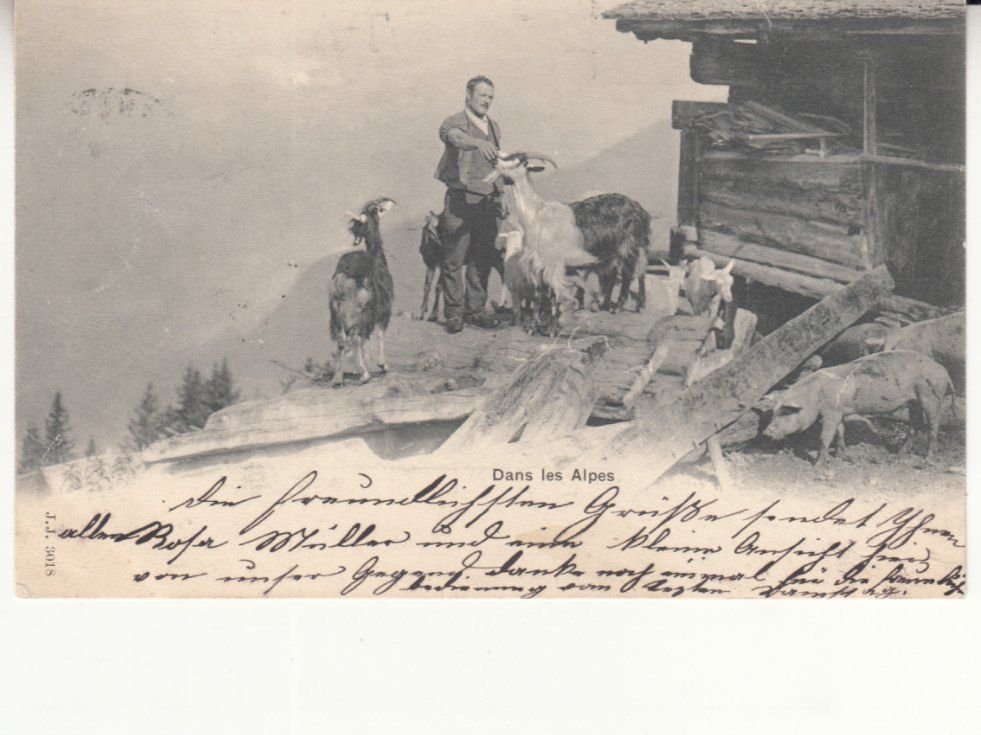 Cartoline postali: Alp 1901 – Usato da Bürglen TG venduto da StampGraf