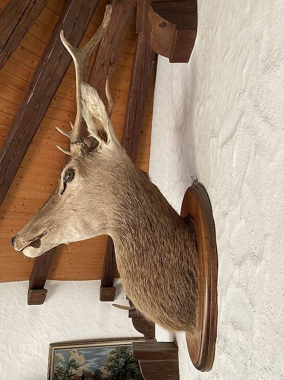 Il mondo degli animali: Tête de cerf – Usato da Courrendlin venduto da Omeg740 2