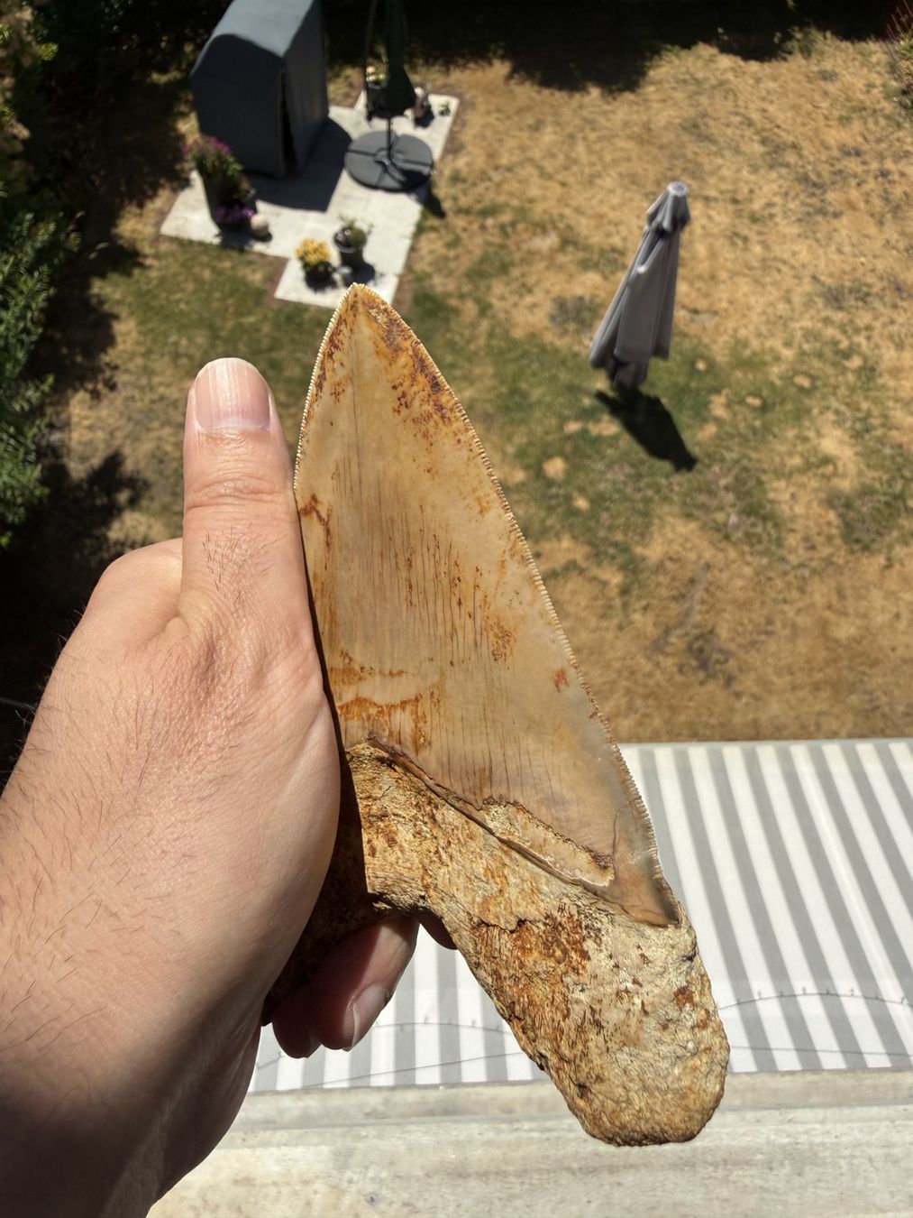 Fossili: Monster Megalodon Zahn Indonesien – Usato da schüpfen venduto da rica122 3