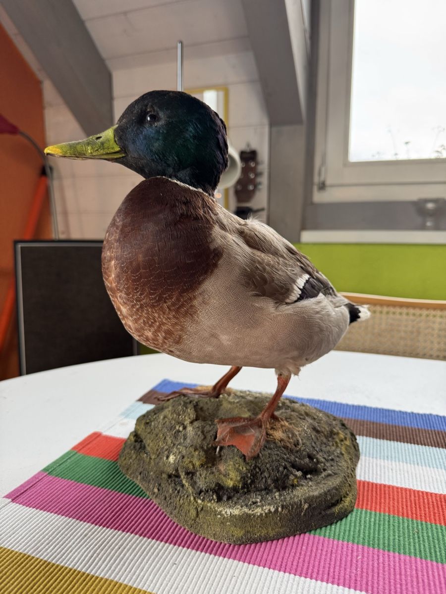 Il mondo degli animali: Tierpräparat Ente – Usato da Stans venduto da Bridges_Vintage 5