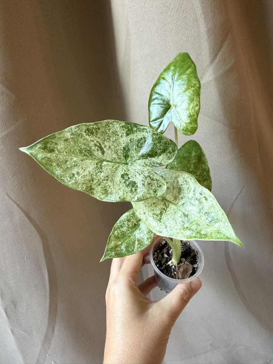 Pflanzen & Samen: Alocasia Odora Batik  – Neu (gemäss Beschreibung) aus La Tour-de-Trême von LyAmy