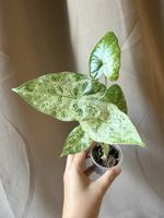 Alocasia Odora Batik 
