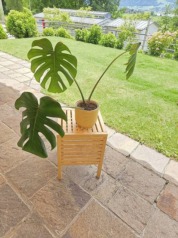 Piante & sementi: Monstera Deliciosa  – Usato da Jona venduto da pau_g7rc 1