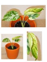 Monstera Bulbasaur