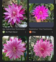 Epiphyllum „Kiwi Testimonial“ Blattkaktus Epicactus