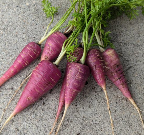 Plantes & graines: Karotte 'Gniff'  / 20 Samen – Neuf (Voir description) à Hinteregg par ERFOLG78