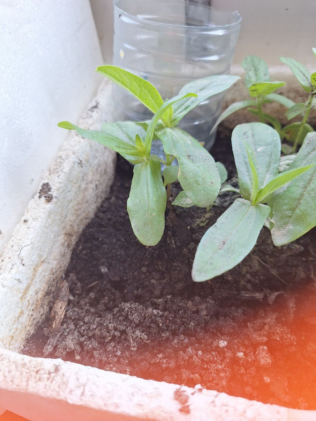 Piante & sementi: Plants variés tomates.courgettes.cardons – Nuovo e nell'imballaggio originale da Genève venduto da Cristin1 3