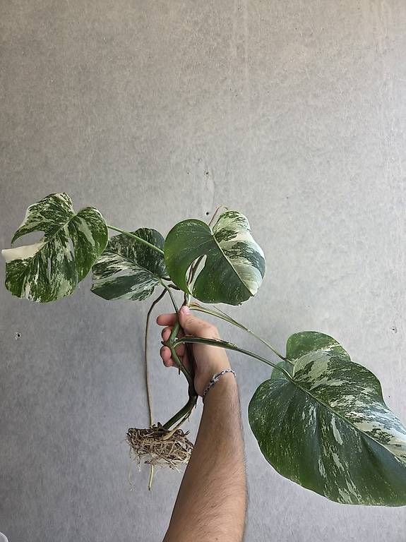 Plantes & graines: Monstera variegata – D'occasion à Bern par deb_t8fl 2