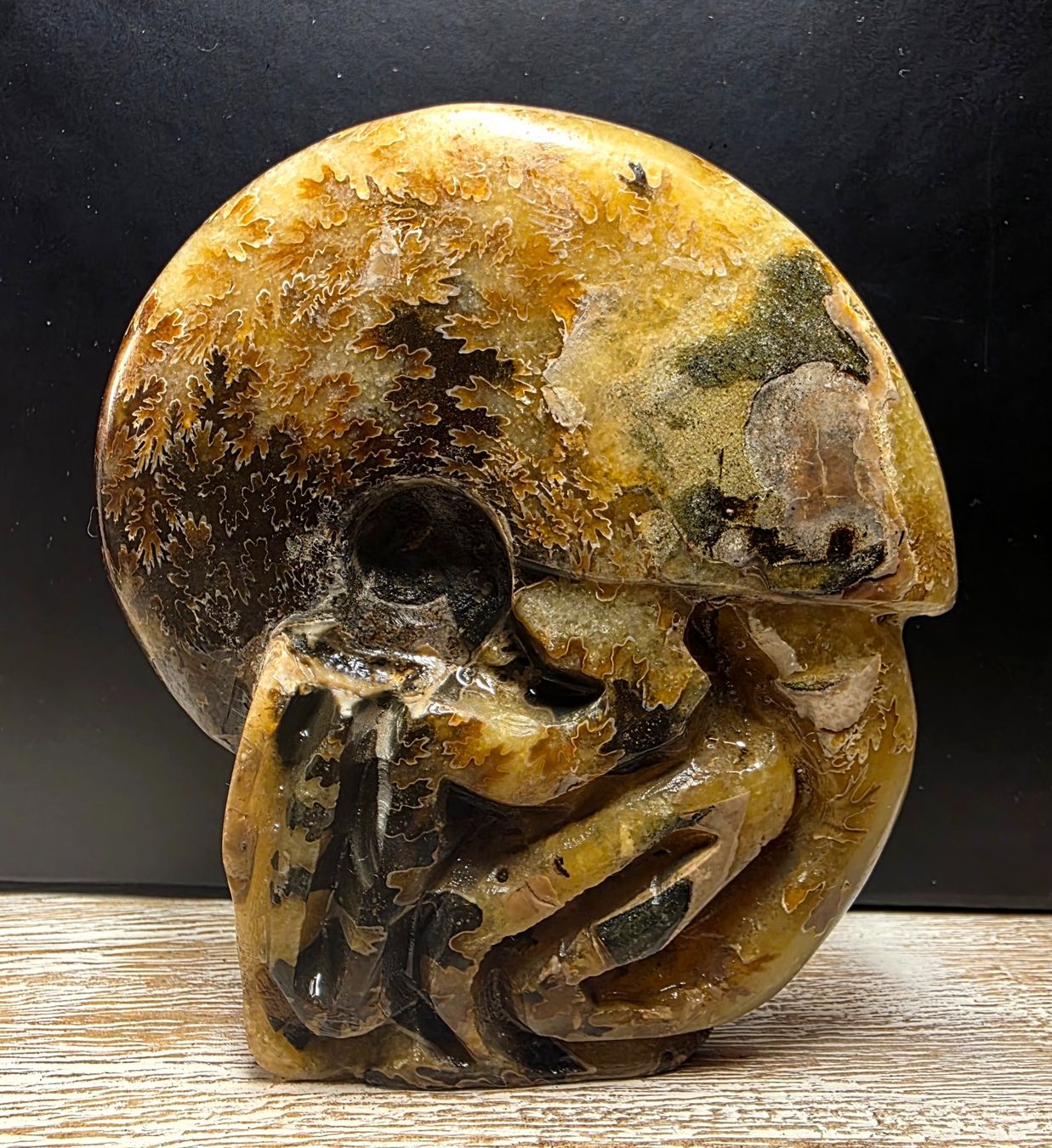 Fossili: Ammonit 402g – Nuovo (secondo la descrizione) da Matzingen venduto da Shay_Crystalz 1