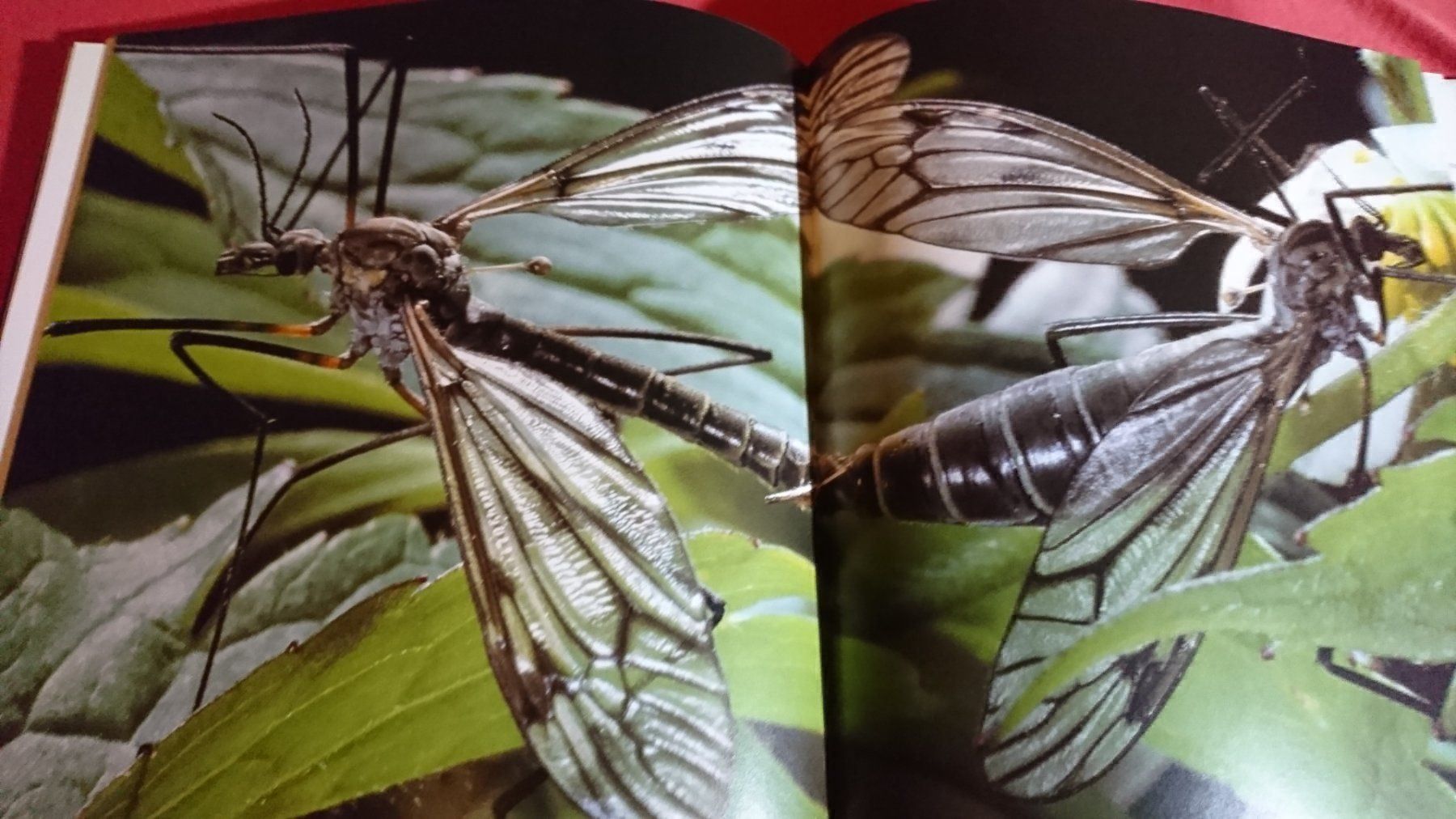 Libri: Die Natur in der wir leben – Usato da Remetschwil venduto da Privatflohmi 9