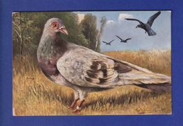 OISEAU - Pigeon