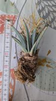 Leuchtenbergia principes