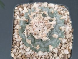 Lophophora Sp. (Huizache, ohne Nummer)  (Grüsse aus 1994 !)