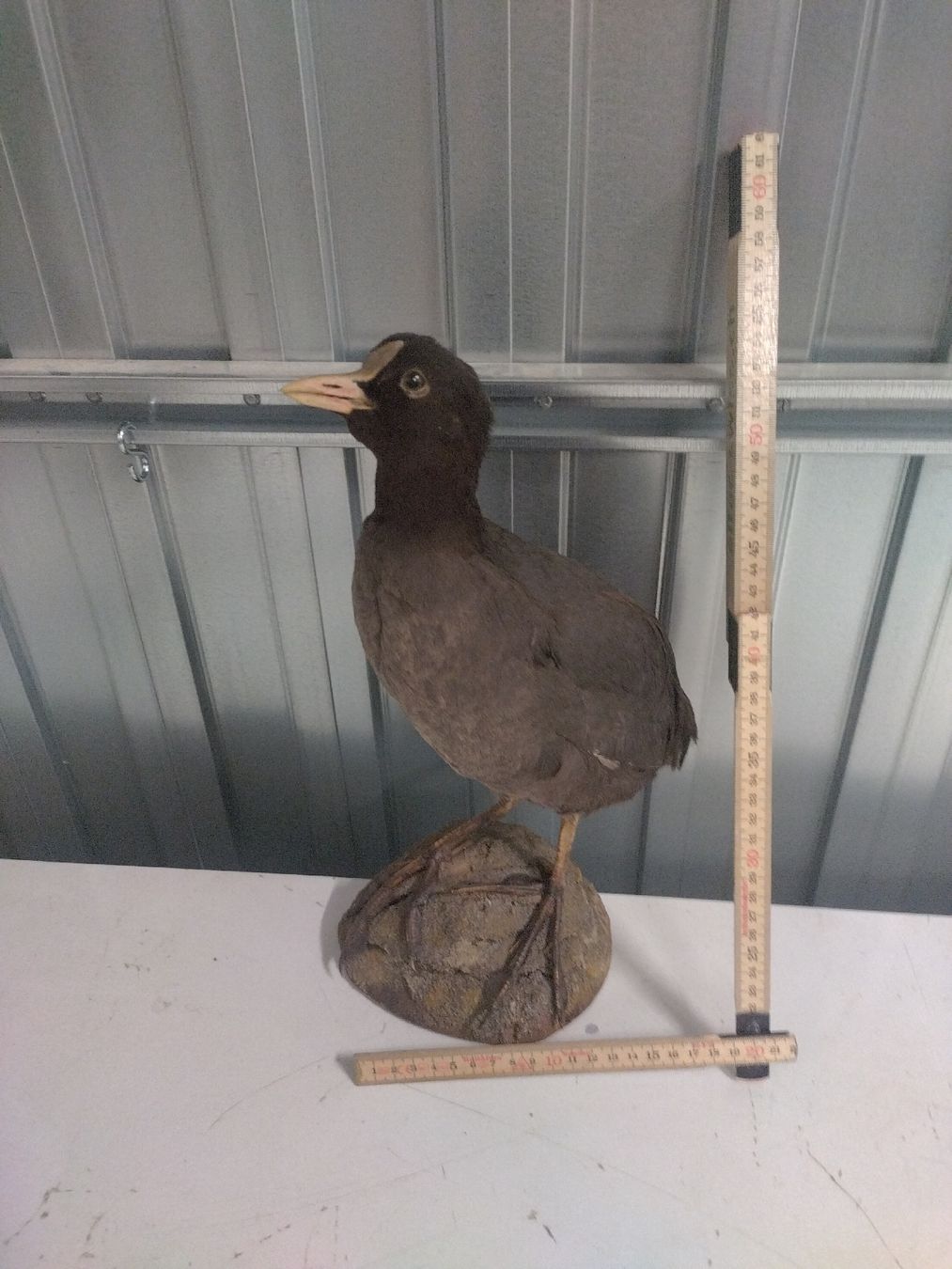 Il mondo degli animali: Präparat Blesshuhn, Taucherli – Usato da Wettingen venduto da Bwalti 1